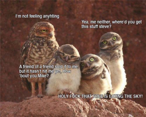 Owls