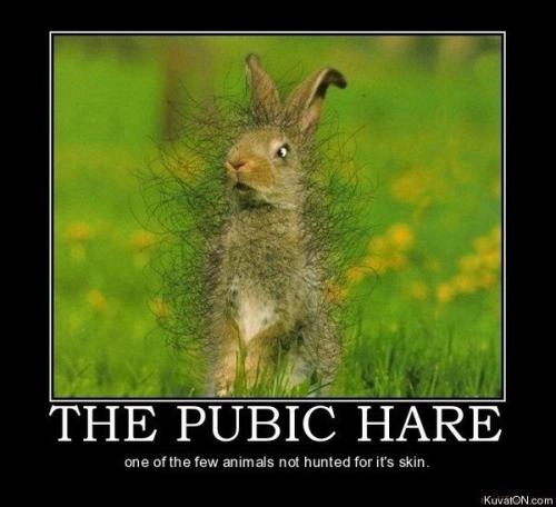 Pubic hair