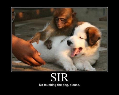 No touching the dog