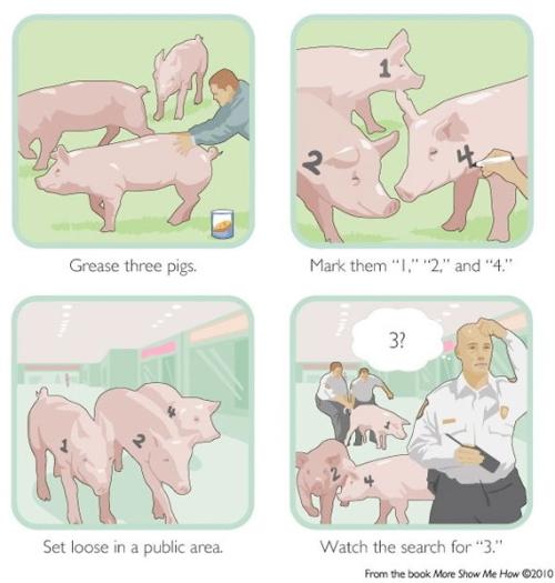 Pigs