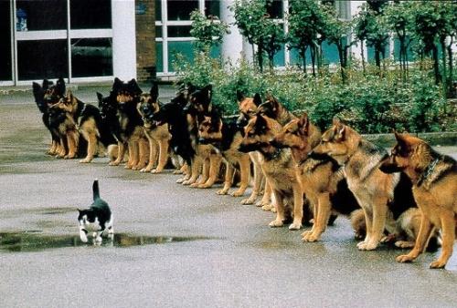 Like A Boss