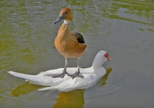 Duck like a boss