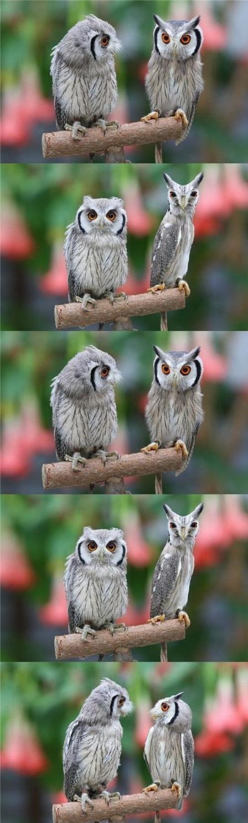 Owl fun