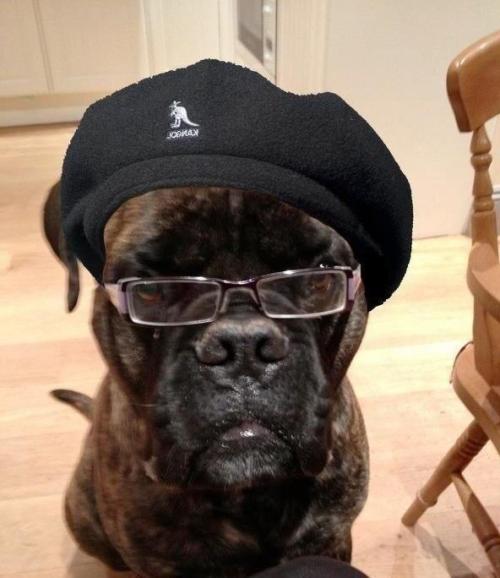 Sam dog