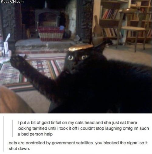 Government controls cats
