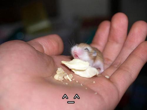 Nomnomnomnomnom