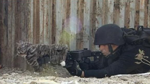 Don't mind me, I'm just a harmless kitty.