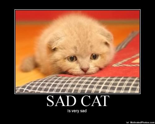 Sadcat