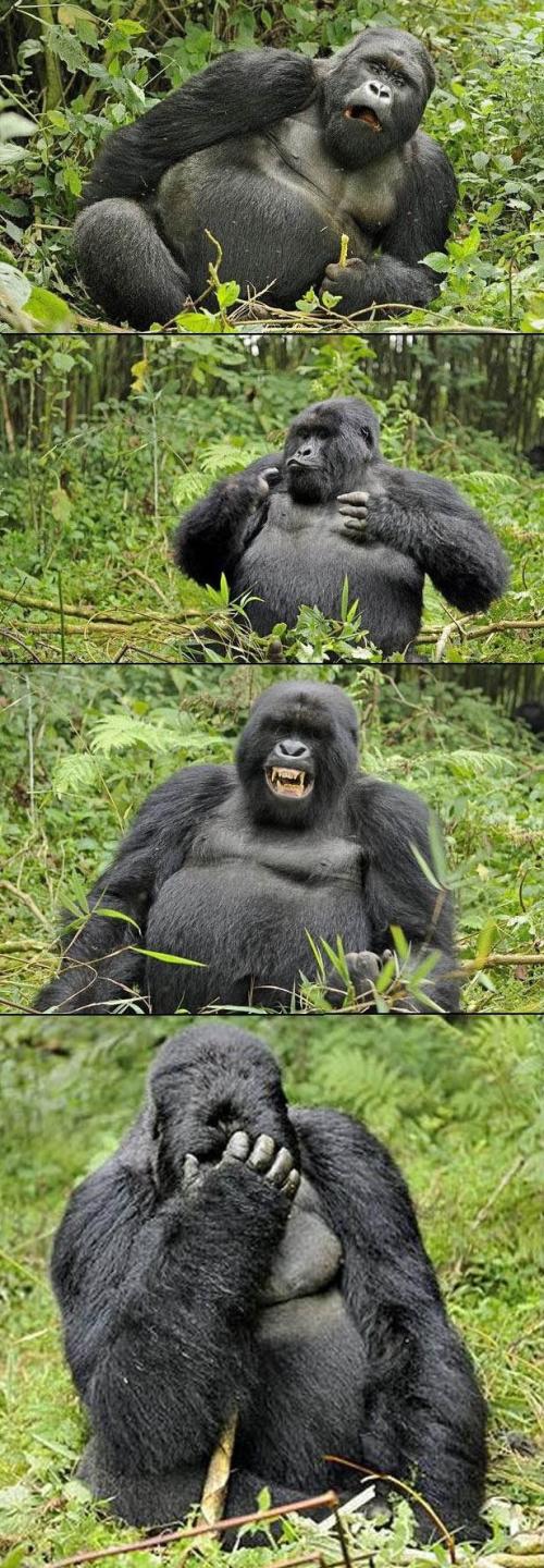 Gorilla facepalm