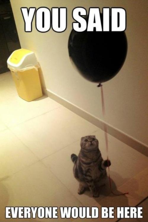 Sad kitty :(