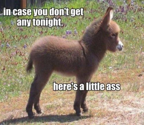 Little ass