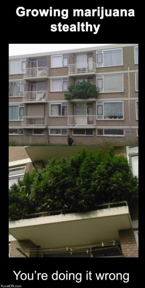 Growing Marijuana