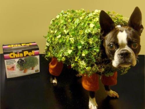 Chia Pet