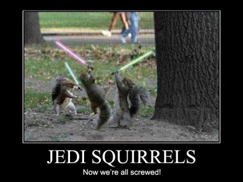Jedi Squirrels