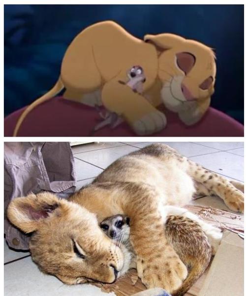 The real Lion King