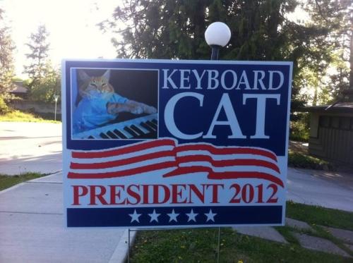 Vote keyboardcat