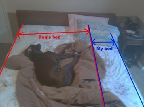 Dogs Space