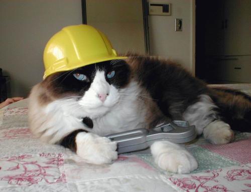 Engicat