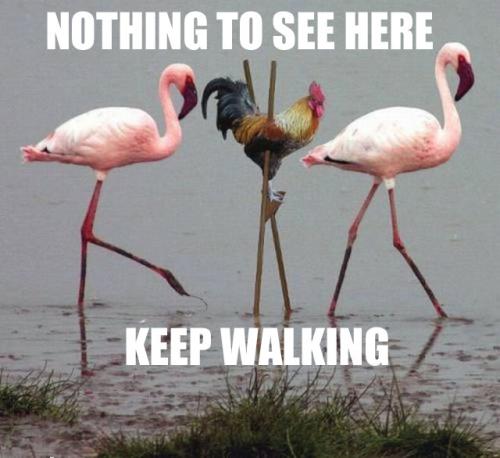 Nothing to see here