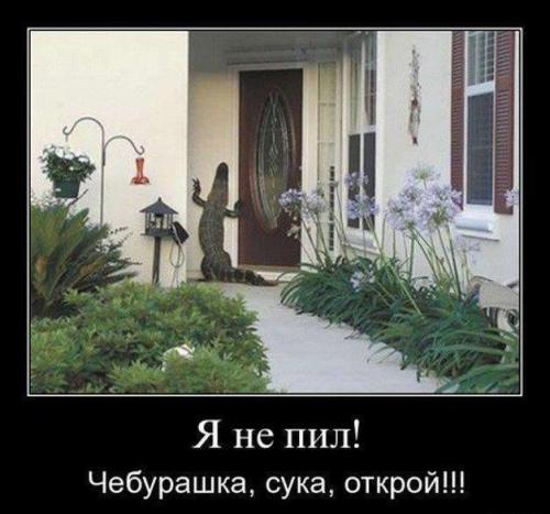 Gena