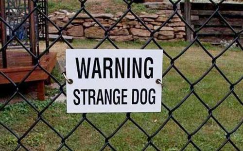 Strange dog