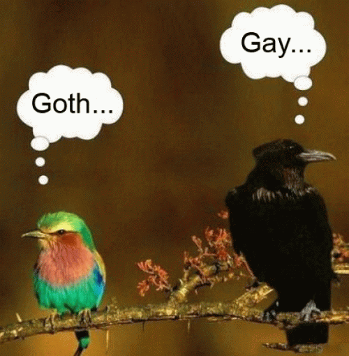 Gay vs Gothic