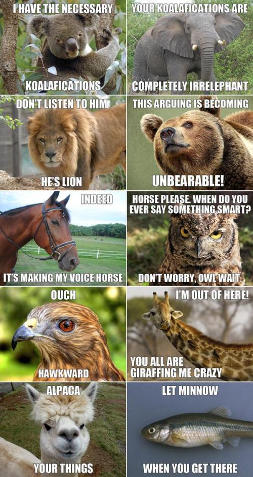 Fun with animals;)