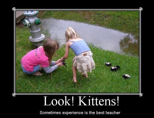 Look! Kittens!