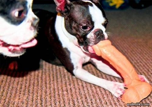 Nom nom