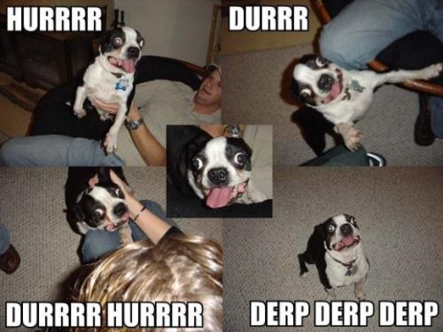 Derp Dog