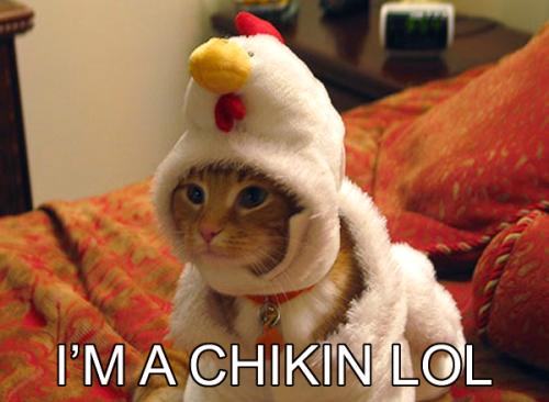 I'm a chikin