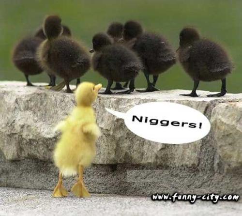 Racist duck