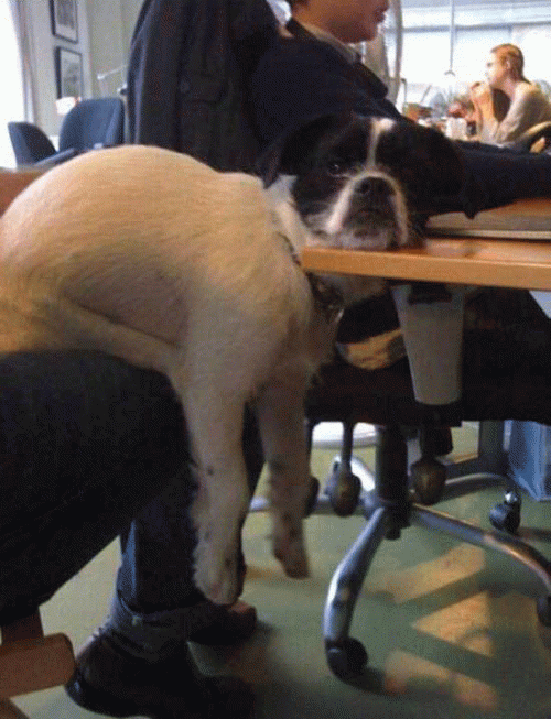 Lazy dog