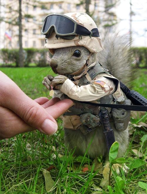 Warrior Squirrel