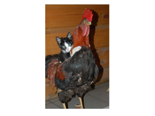 Pussy riding a Cock ;)