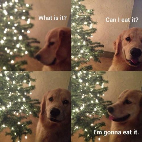 yum yum?