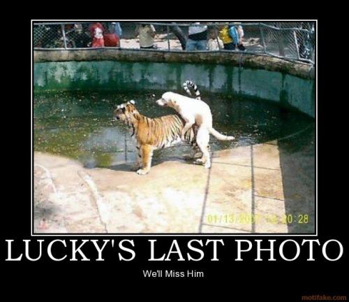 Lucky's last photo