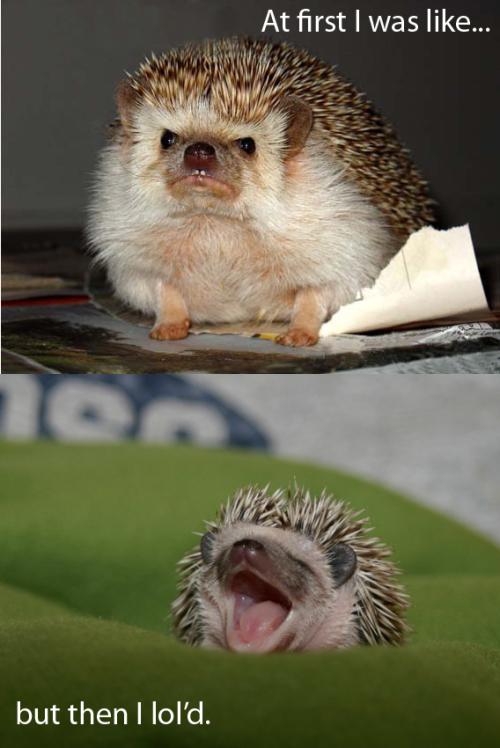 Lolhog