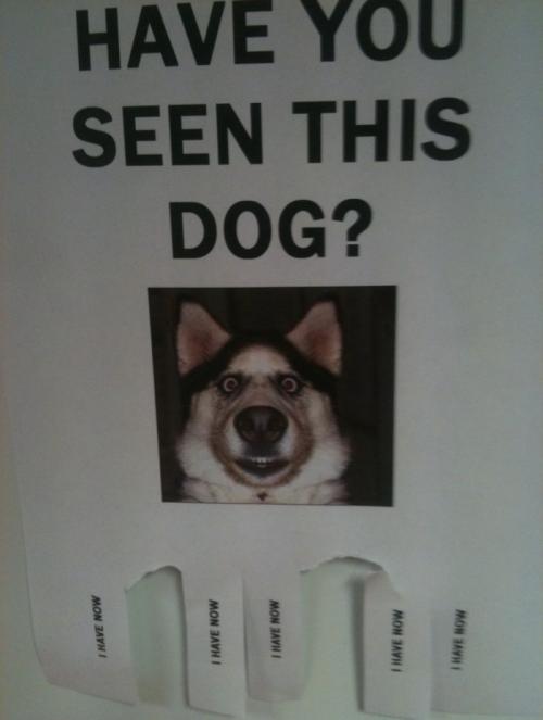 Have You seen this dog?