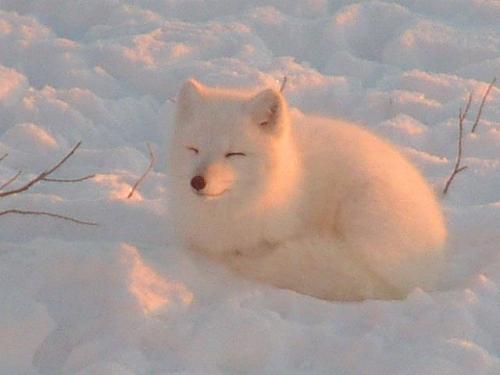 OMG FIREFOX IS REAL!!11!1!!