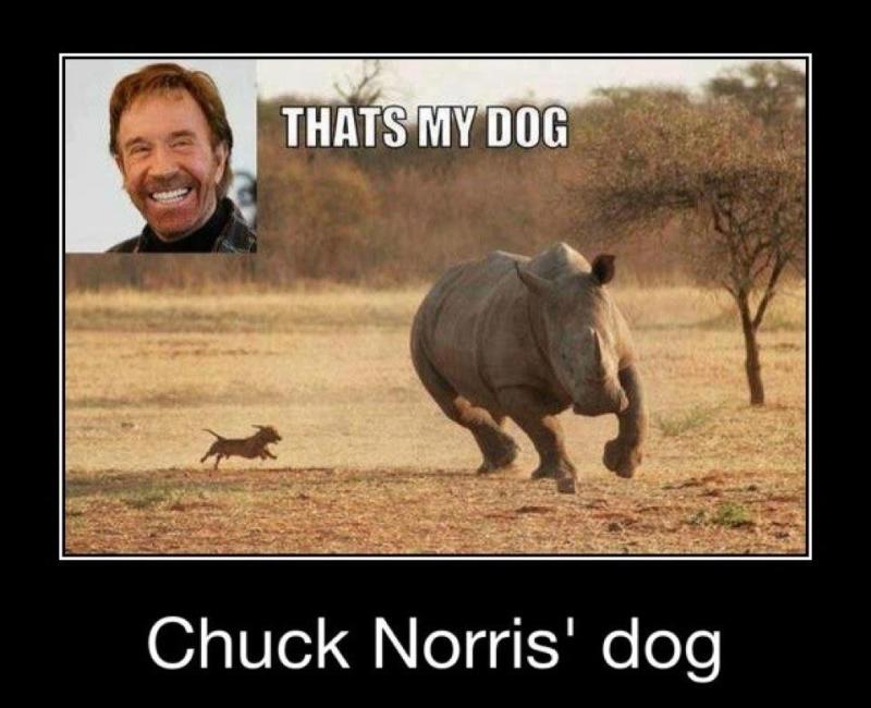 Chuck Norris dog